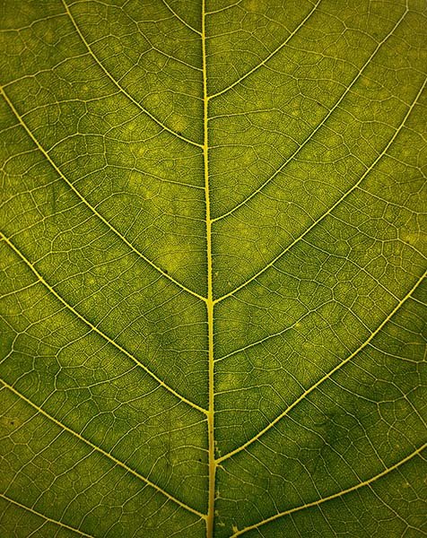 Nahaufnahme Blatt