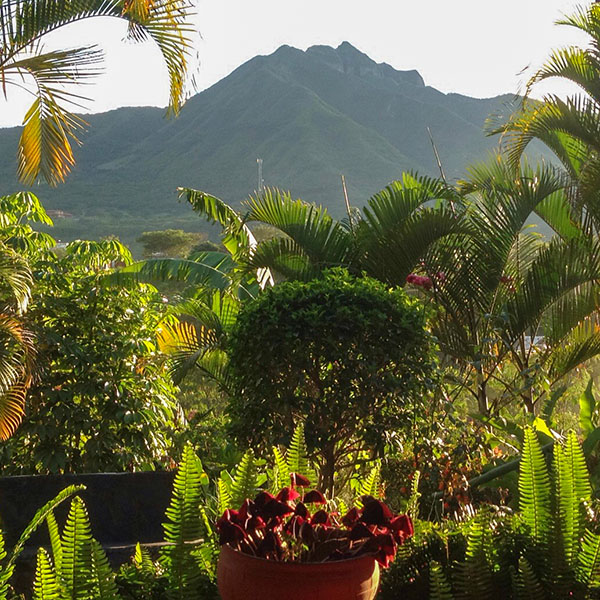 Berge mit Palmen in Ecuador - Katharina Treder Heilpraktikerin für Psychotherapie